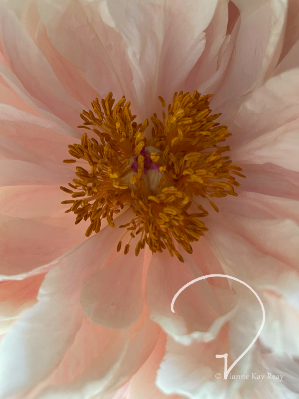 Peony Blush of Innocence
